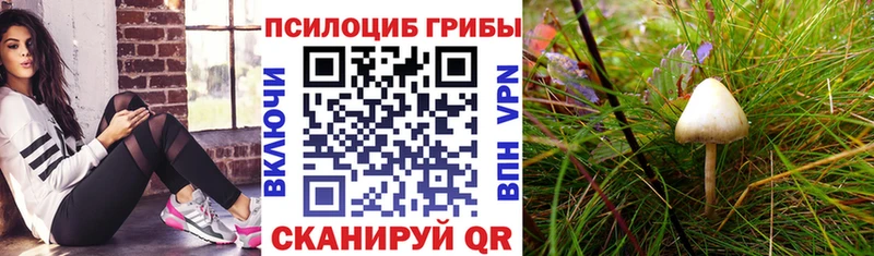 купить   Щёлково  Галлюциногенные грибы Psilocybe 